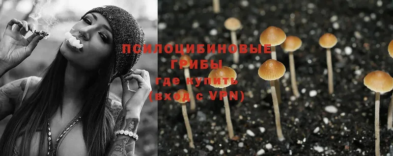 omg ТОР  Бабушкин  Псилоцибиновые грибы Psilocybine cubensis 